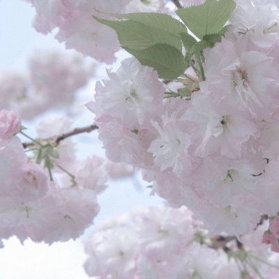 阳谷福瑞交流群